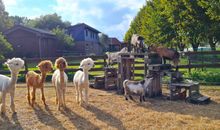 FeWo Pferdekoppel auf dem Ostsee-Ferienhof