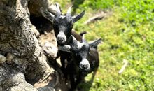 FeWo Gänseblümchen auf dem Ostsee-Ferienhof