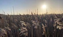 Niedliches kleines Ferienhäuschen auf Rügen nahe Stralsund