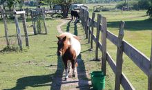 Tiergehege mit Ponys