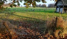 die Gänse im Herbst