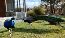 AP 1 Nachbarn vom Vogelpark zu Besuch