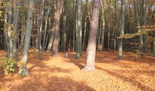 Ostseeküsten- Radweg in Ostseebad Rerik