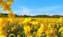 Rapsblüte vor dem Jagdschloss Granitz