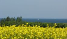 Rapsblüte an der Ostsee