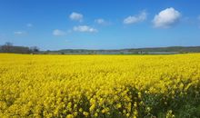 Blühende Rapsfelder und blauer Himmel im April und Mai