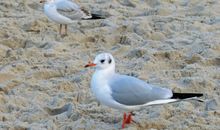 Möwe am Strand