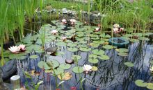 Teich im Garten