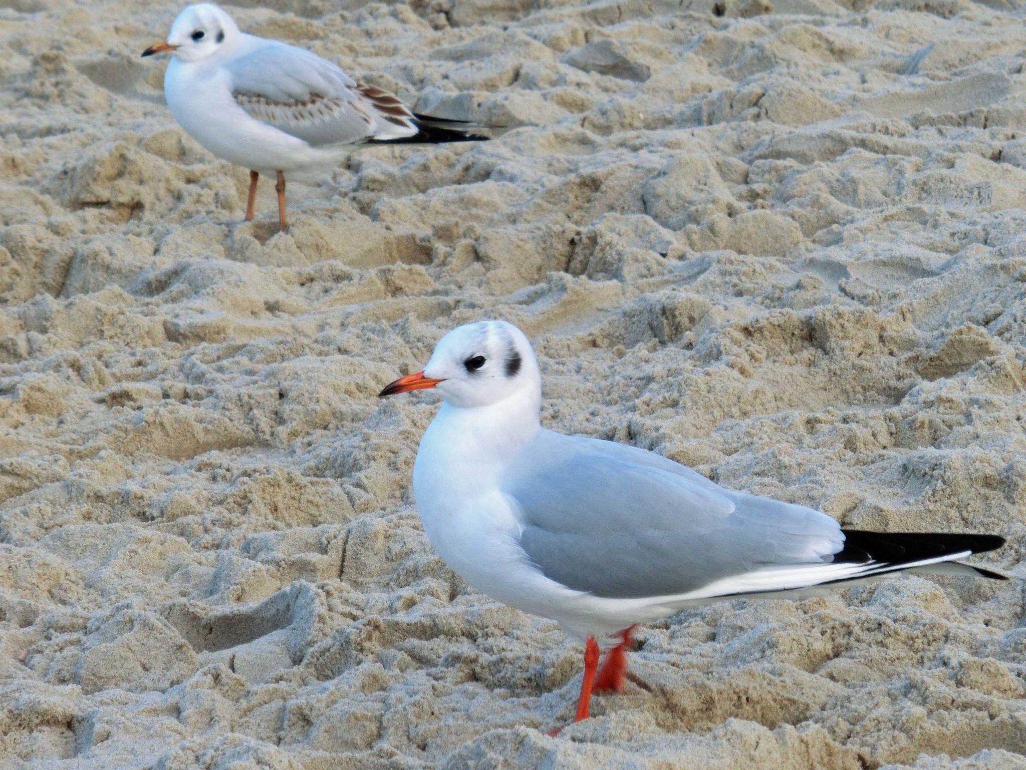 Strand Frühling