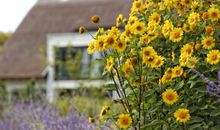 Ferienidyll an der Düne - strandnah/erste Reihe