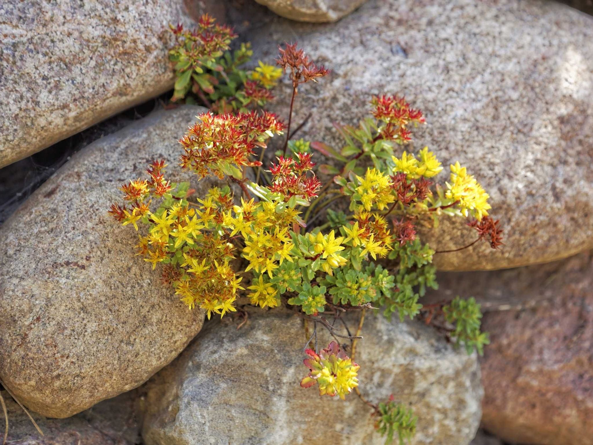 Naturstrand Dranske