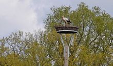 Ferienhaus und -wohnung unterm Reetdach in Woorke