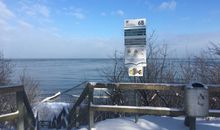 Robbe am Strand von Börgerende