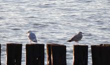 Strand - nur Schritte entfernt