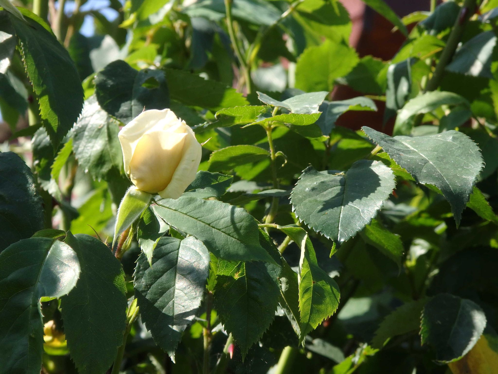 Garten mit Liegewiese