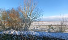 Ansicht naher Buchenwald im Winter