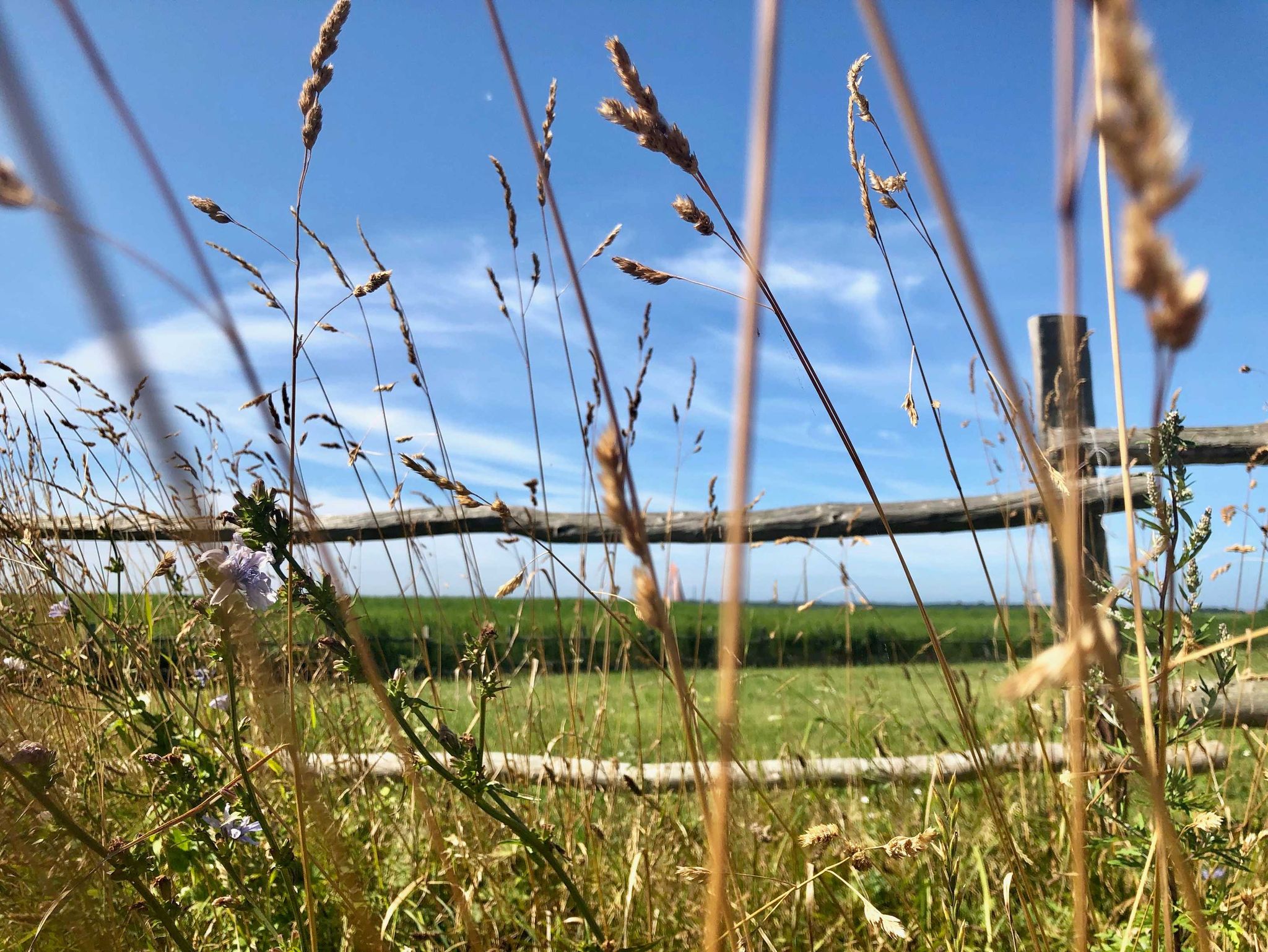 die Natur wacht auf