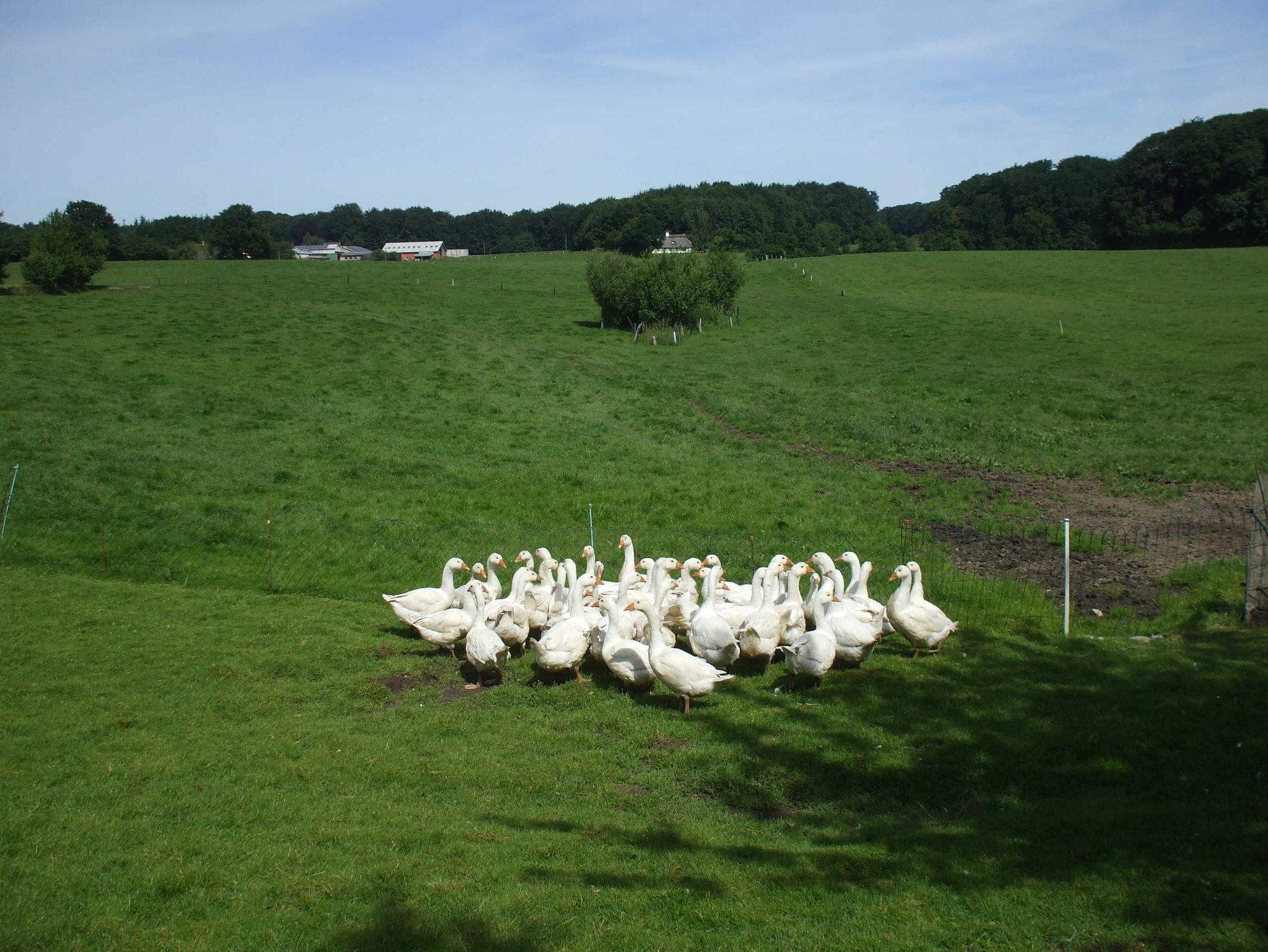 Küche mit Geschirrspüler