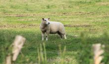 Ferienwohnungen an der Hagenschen Wiek