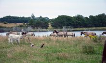 Wildpferde auf der Geltinger Birk