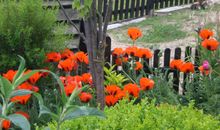 Liegewiese, Garten, Meerblick