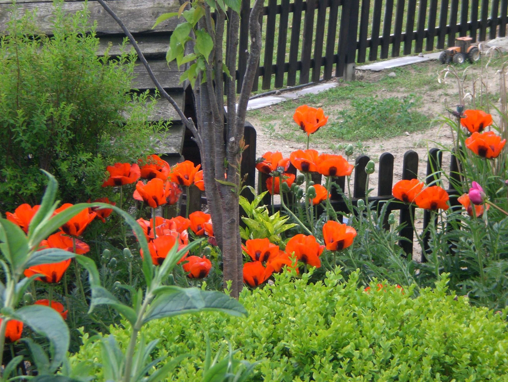 Liegewiese, Garten, Meerblick