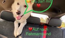 FehmarnSund Zauber 1 Hund erlaubt