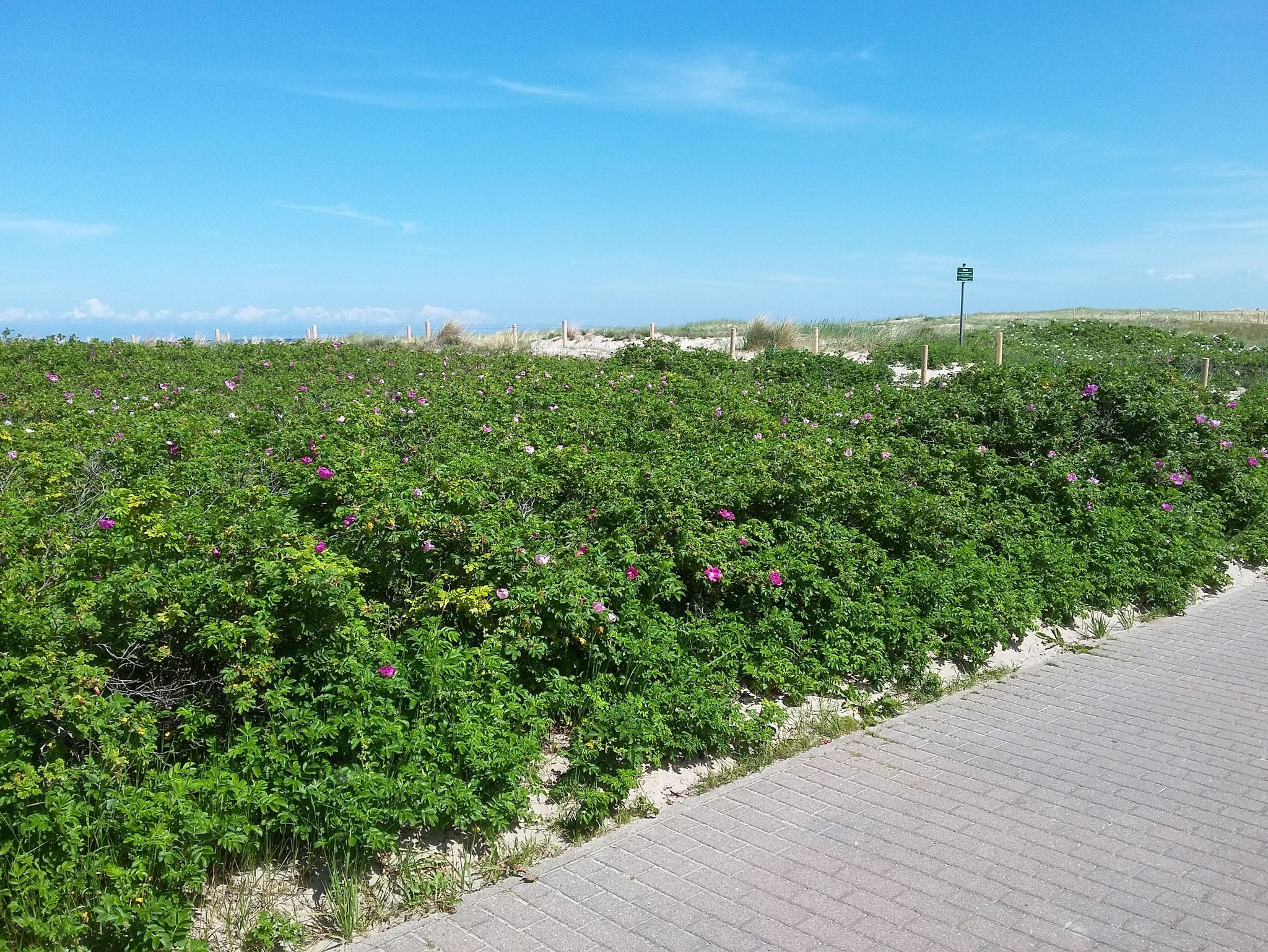 Boddenwohnung - Terrasse direkt mit Blick zum Bodden