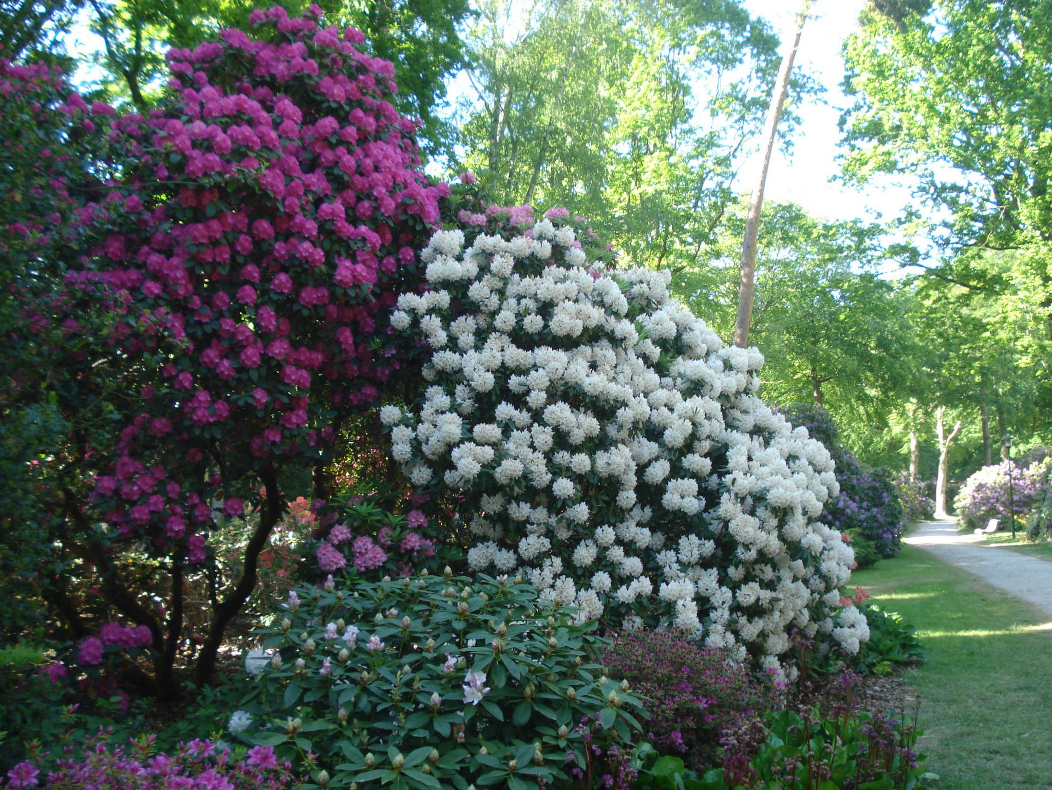 Ferienobjekt Graal-Müritz - Rhododendronpark