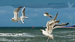 Hintergrundbild: Möwe an der Ostsee