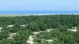 Blick über den Darßwald