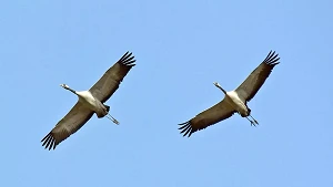 Kraniche – „Vögel des Glücks“