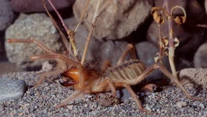 Darßer Naturfilmfestival, © ZDF und NDR NATURFILM