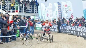 begeisterte Hunde und Zuschauer