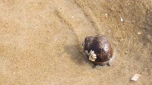 Große Strandschnecke