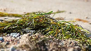 Wasserpflanzen in der Ostsee